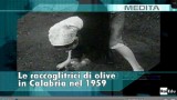 doc rai raccoglitrici olive 1959