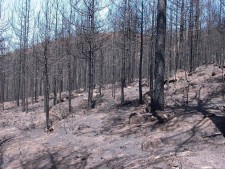 incendi roccaforte del greco