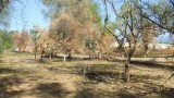 parco archeologico medma