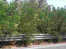 l'acacia copre un segnale stradale